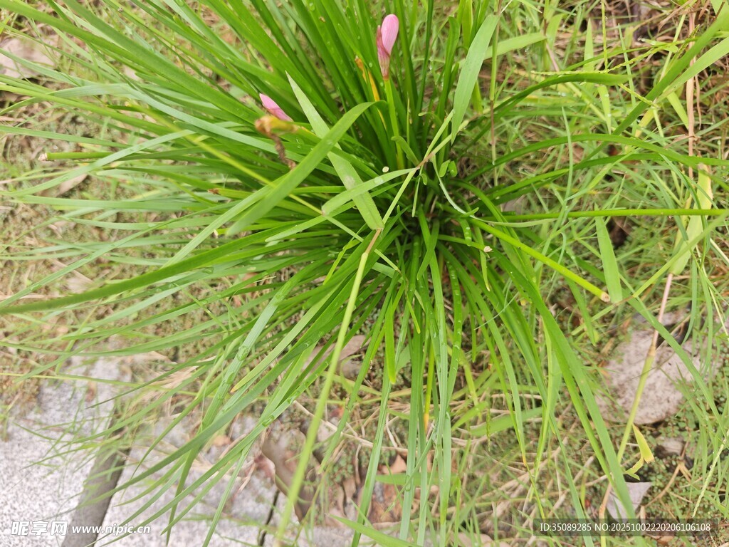 翠绿葱茏的丛生草本植物