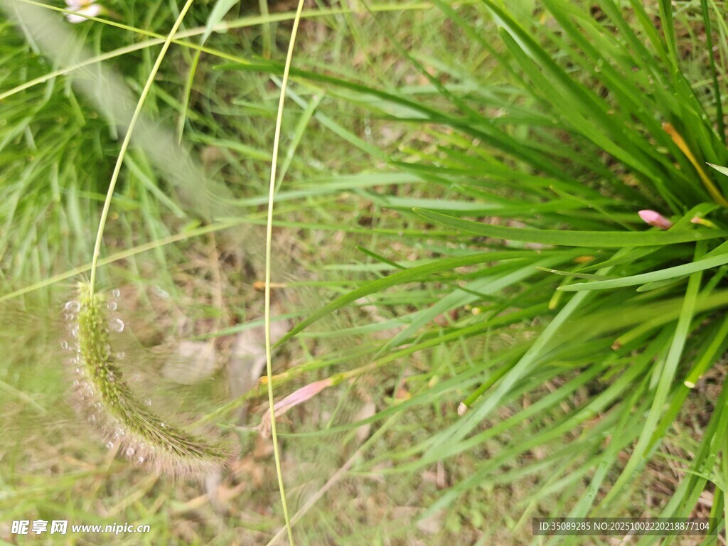 草丛中的绿色植物景象