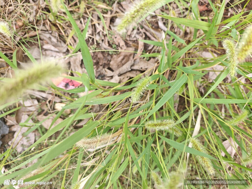 嫩绿狗尾草特写