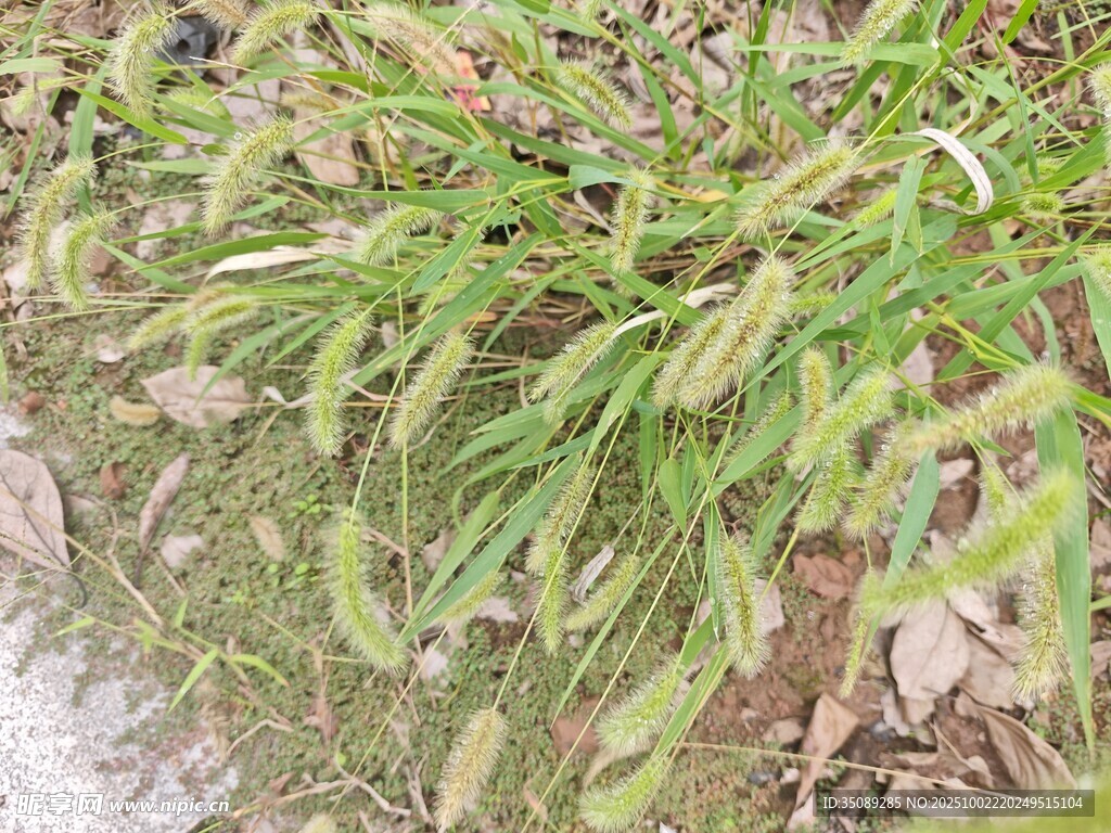 田边生长的嫩绿豆科植物