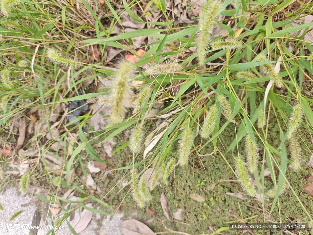 绿叶繁茂的植物景观