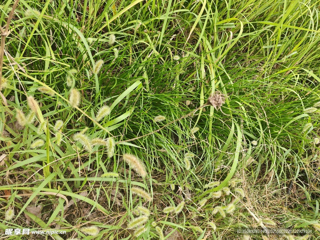 茂盛的草地
