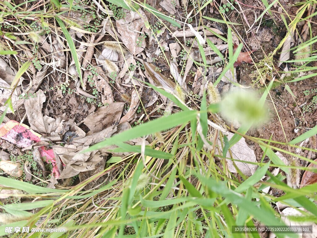 草丛中的蜷缩动物