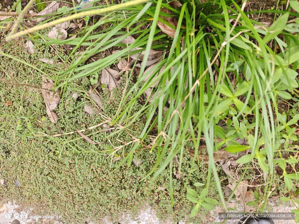 水边生长的翠绿野草