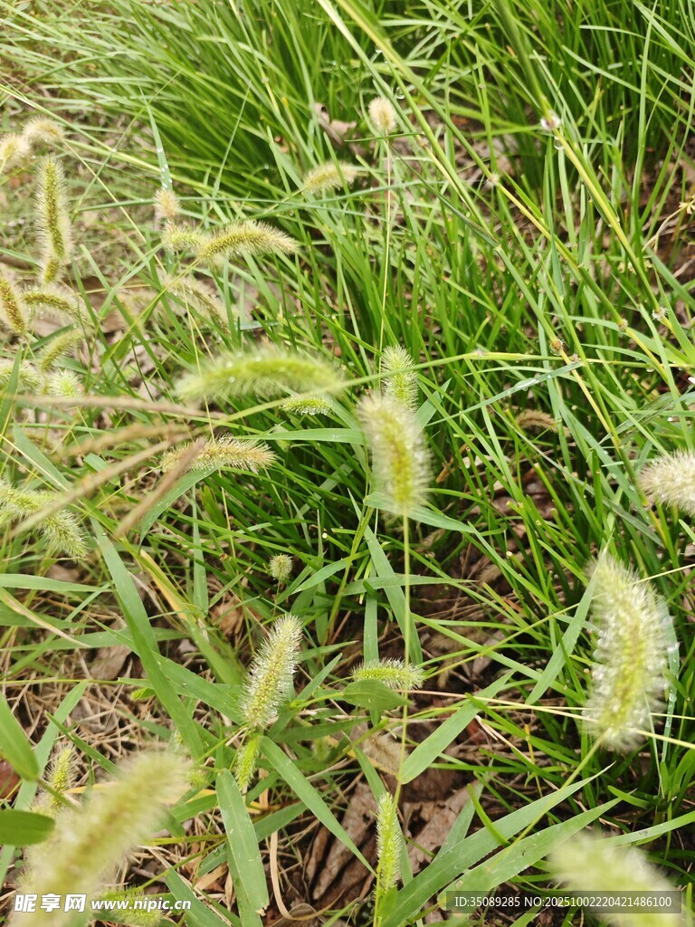 嫩绿狗尾草特写