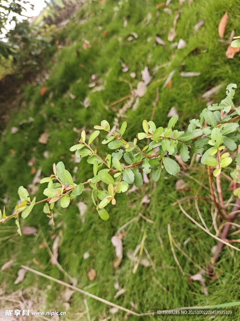 山坡上的绿植与灌木