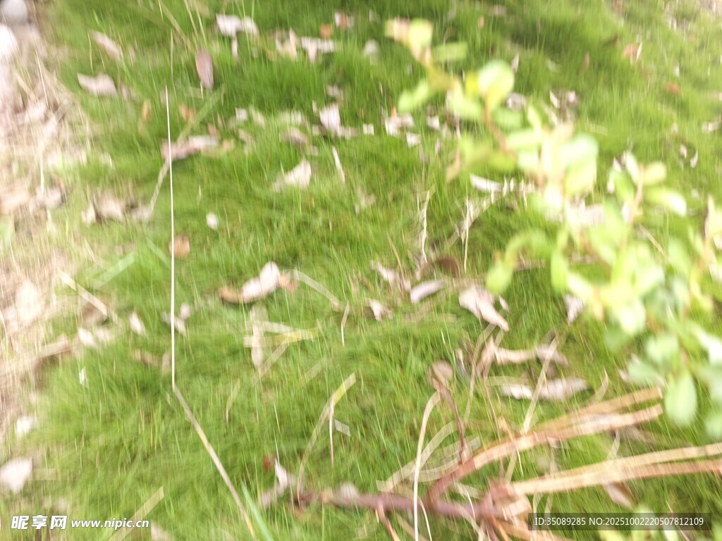 草丛中的白色小花