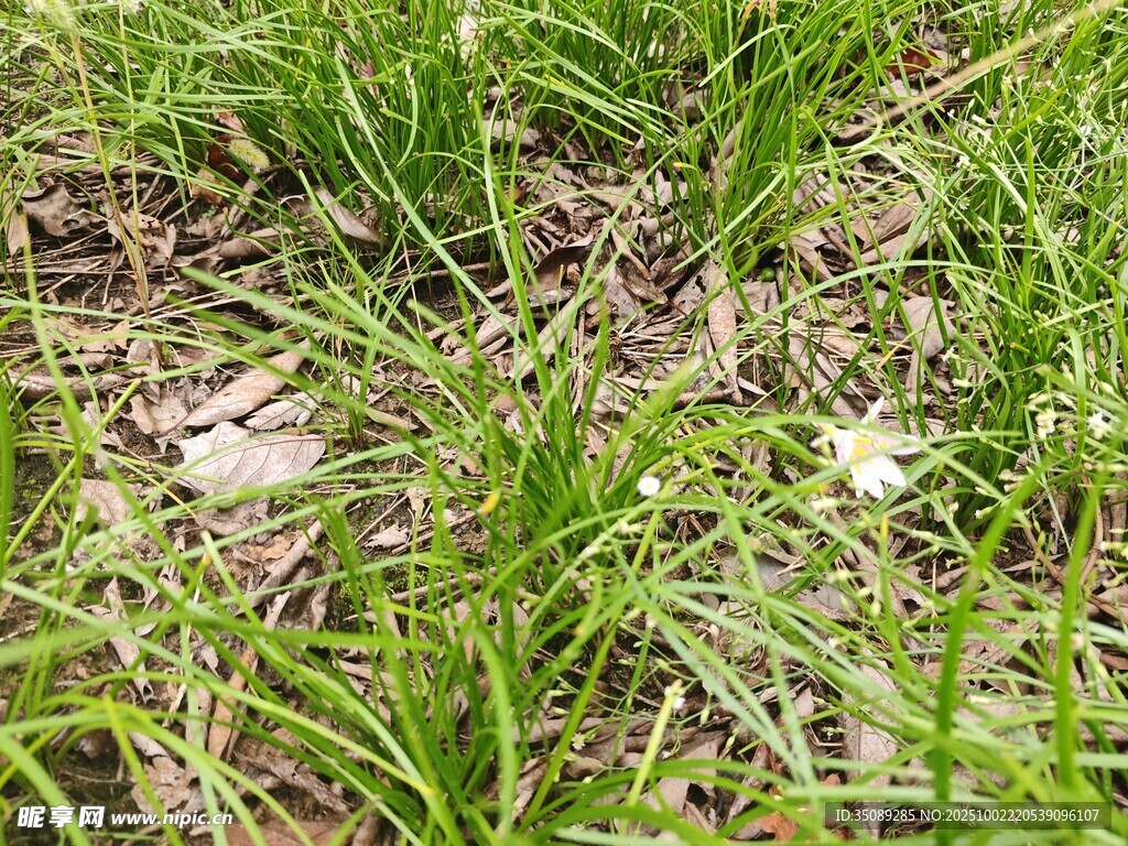 嫩绿草地特写