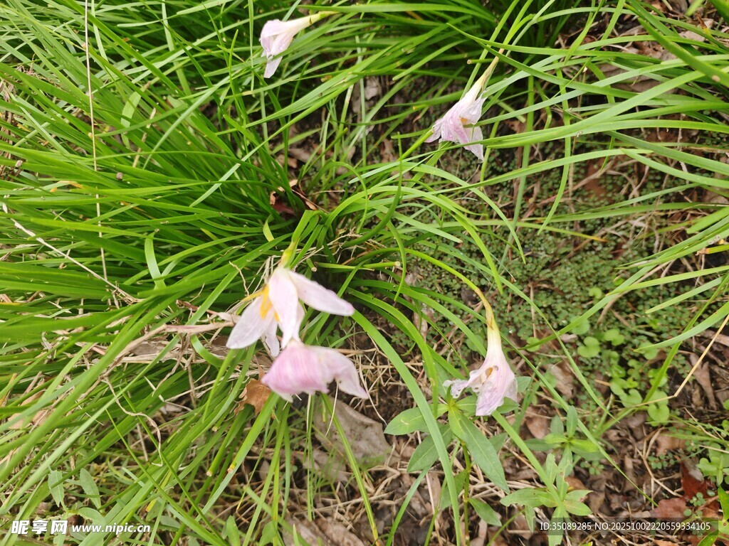 粉色兰花绽放于绿草间