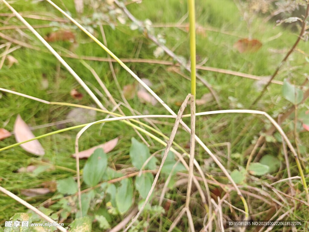 草丛中的细长植物