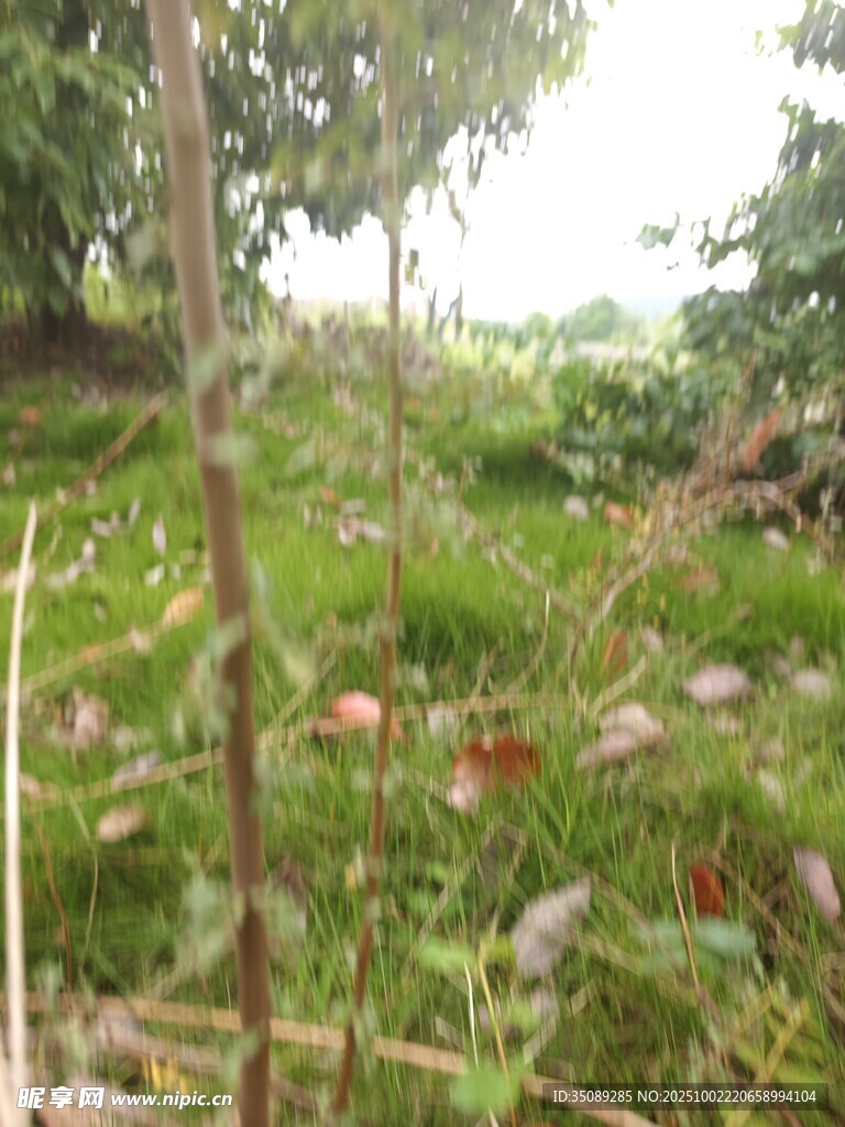 野外杂草丛生的自然景象