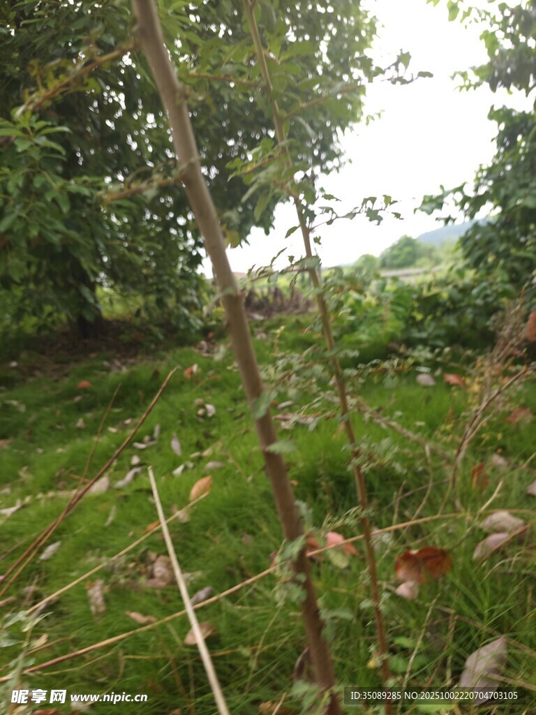 野外绿意盎然的自然景象