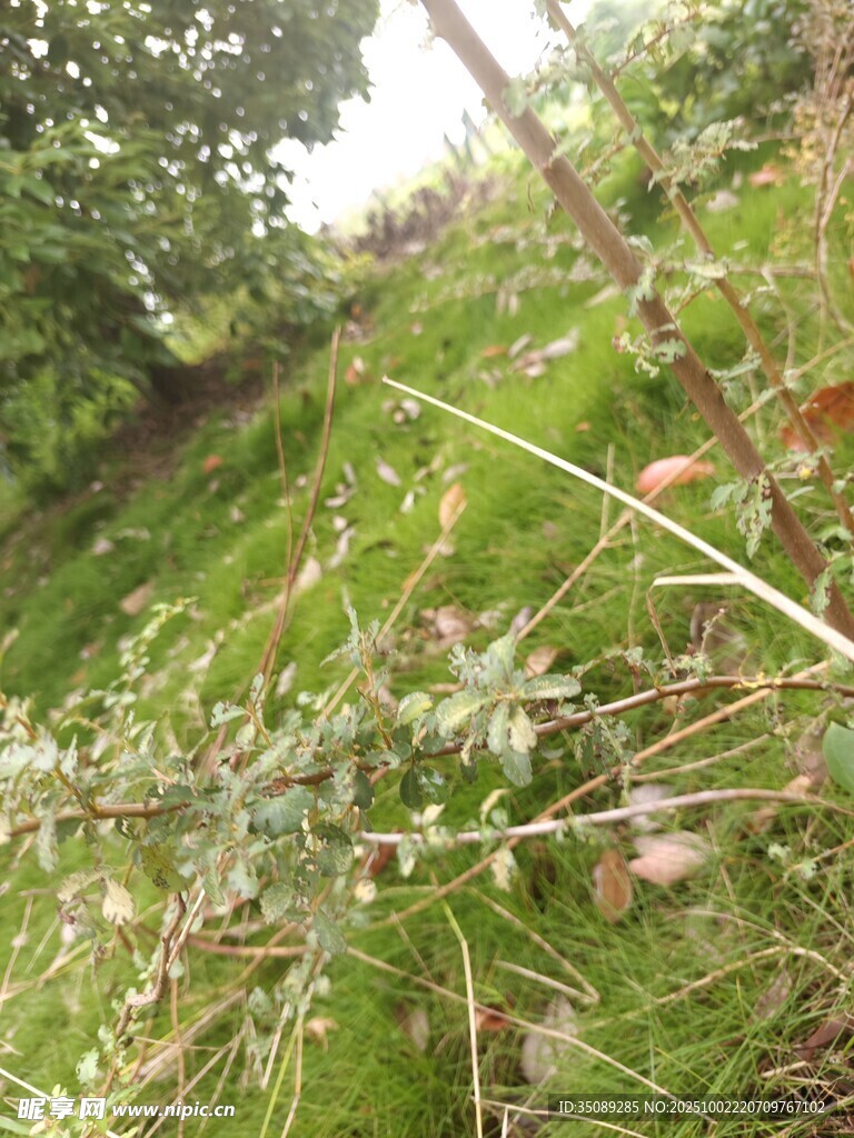 野外绿植与繁茂枝叶景象