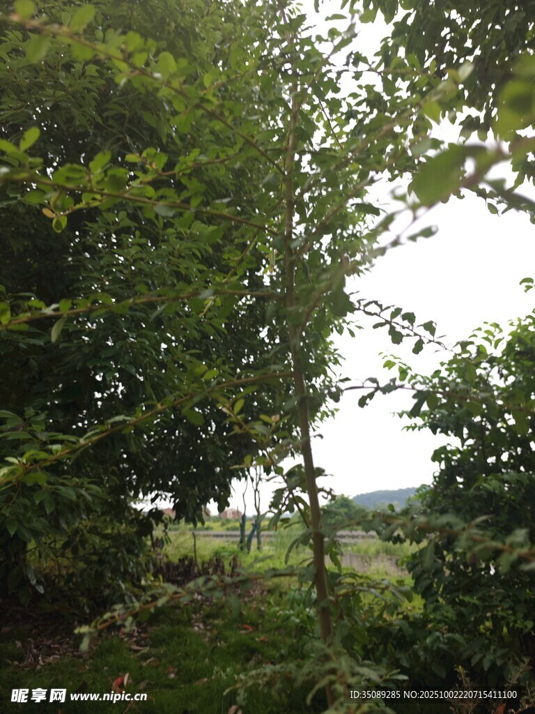 林间绿意盎然的自然景致