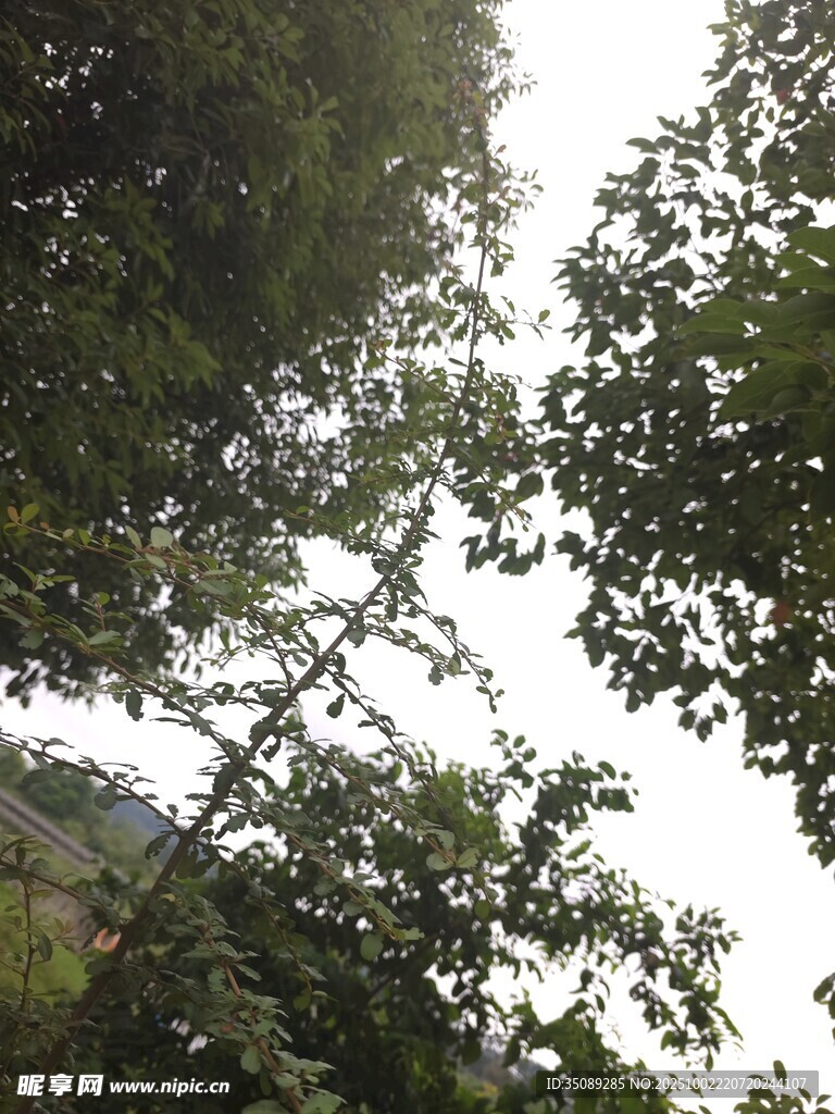 仰视茂密树林枝叶