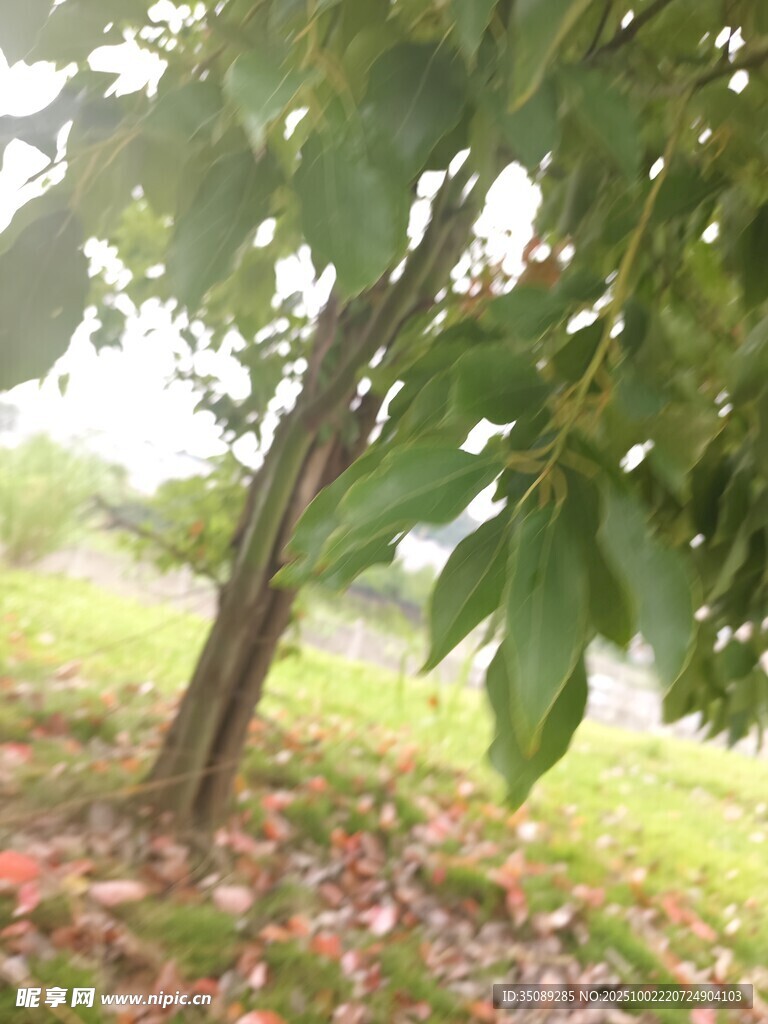 树下秋景绿叶与落叶交织