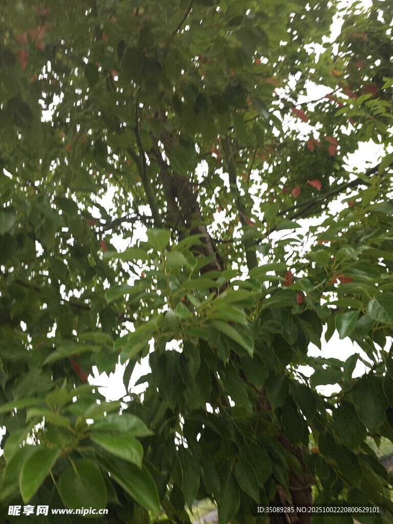 繁茂绿树展现自然生机