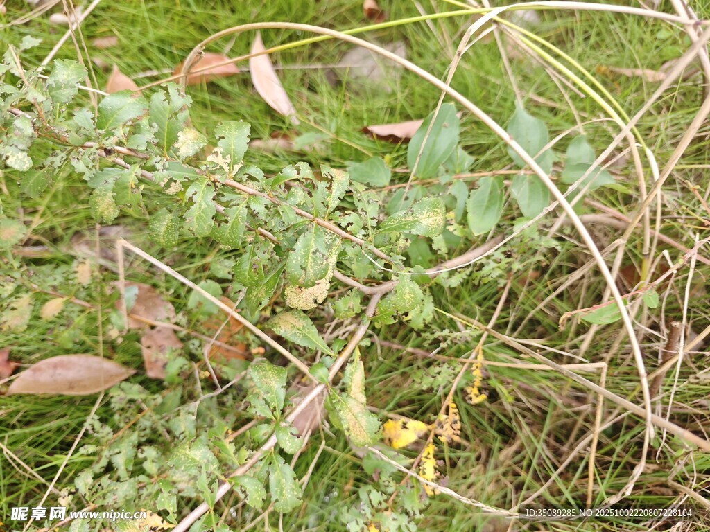 地面上的杂乱植物