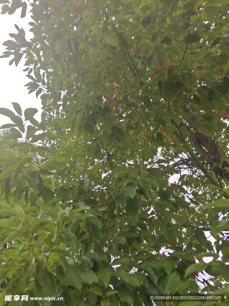 林间绿意盎然的繁茂景象