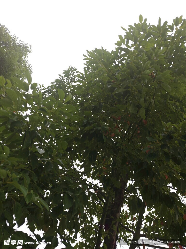 茂密绿树展现盎然生机