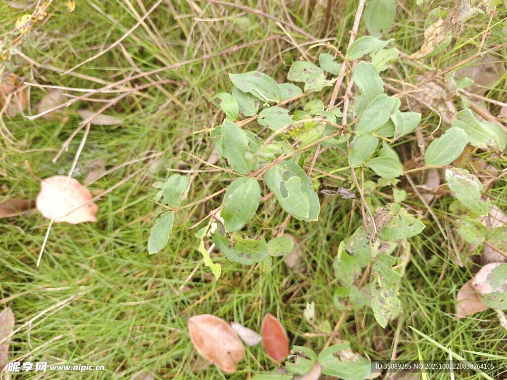 草地上的蘑菇与绿植