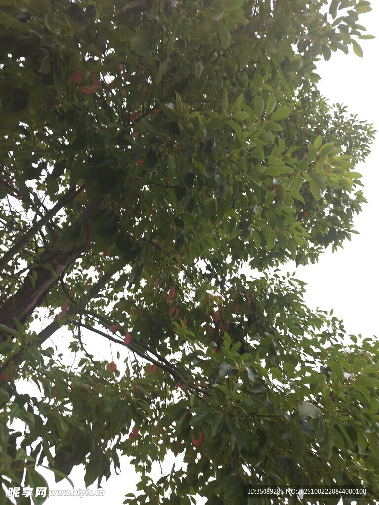 仰视茂密树冠