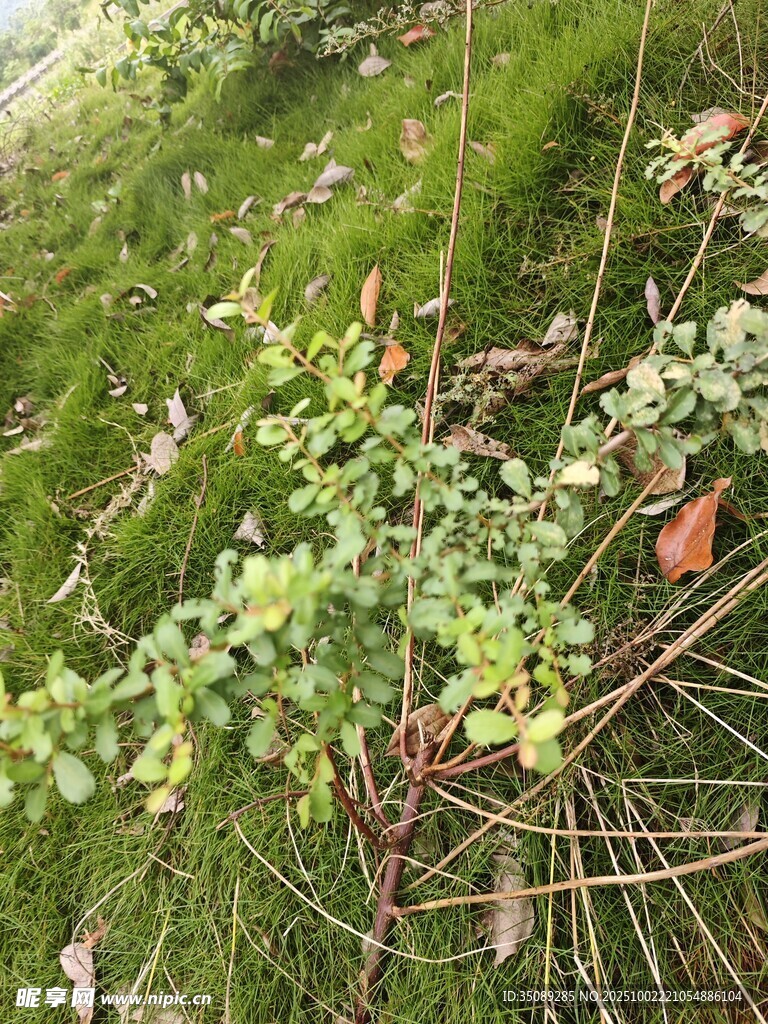 野外丛生的绿色植物