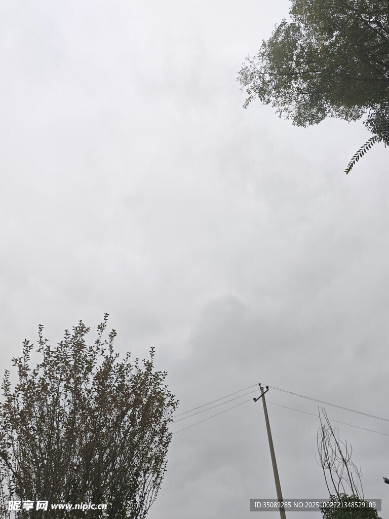 阴天中的树木与电线杆