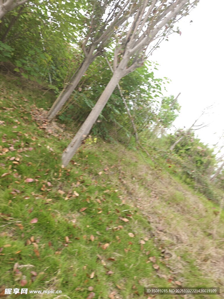 林间小径草木相伴