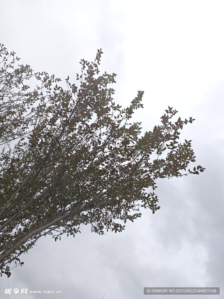 枝头绿叶衬灰白天空