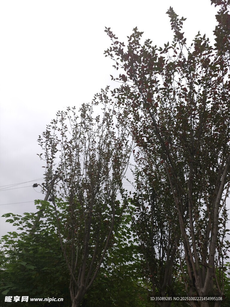 雨中摇曳的绿树