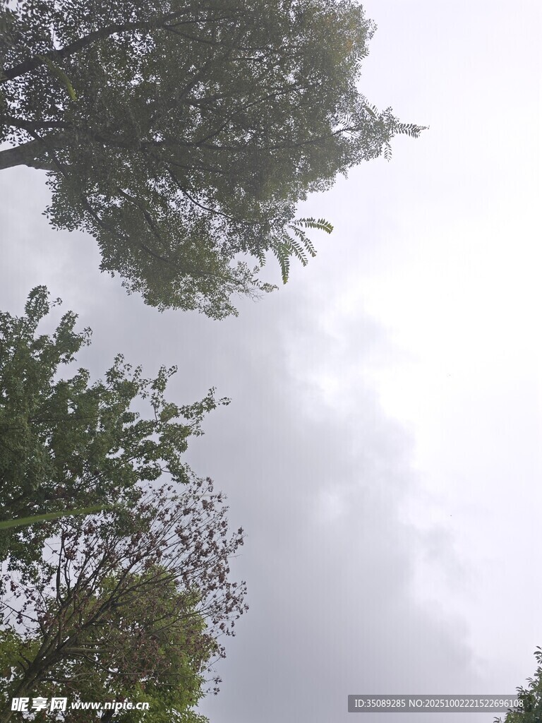 阴天中的树梢景色