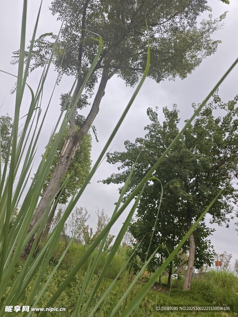 户外绿植与树木景观
