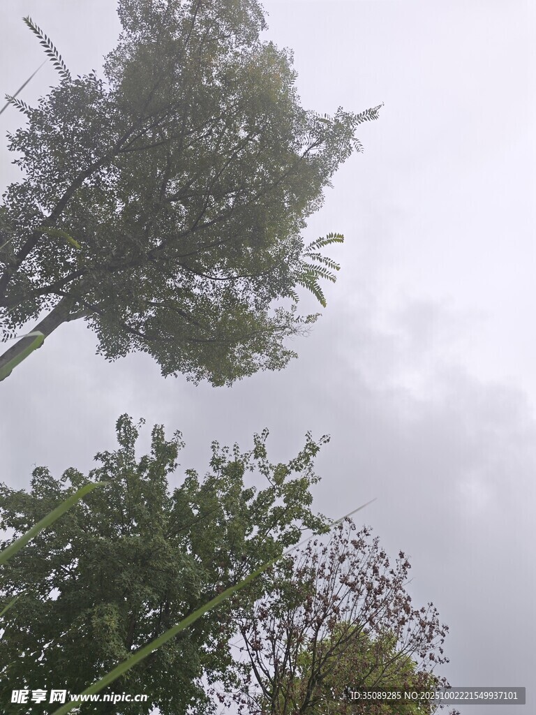 仰视雨中树木景象