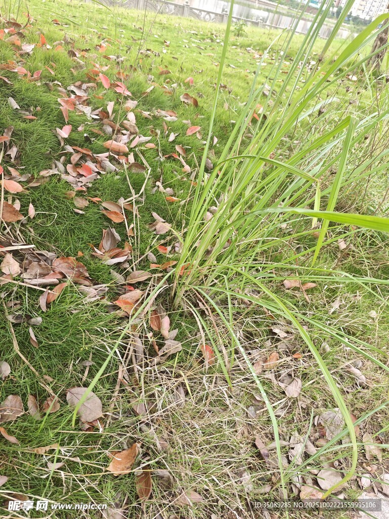 草地枯叶景象