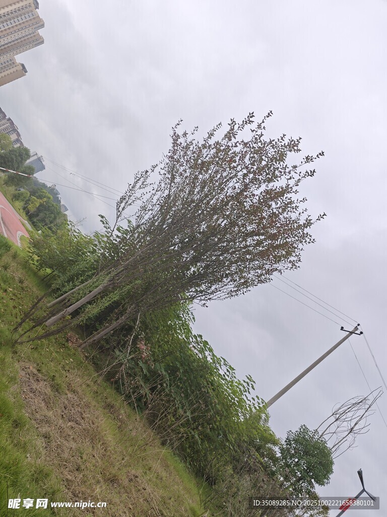 倾斜树木野外景象