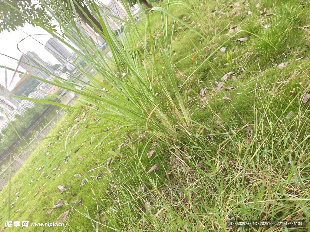 翠绿草地清新自然景象