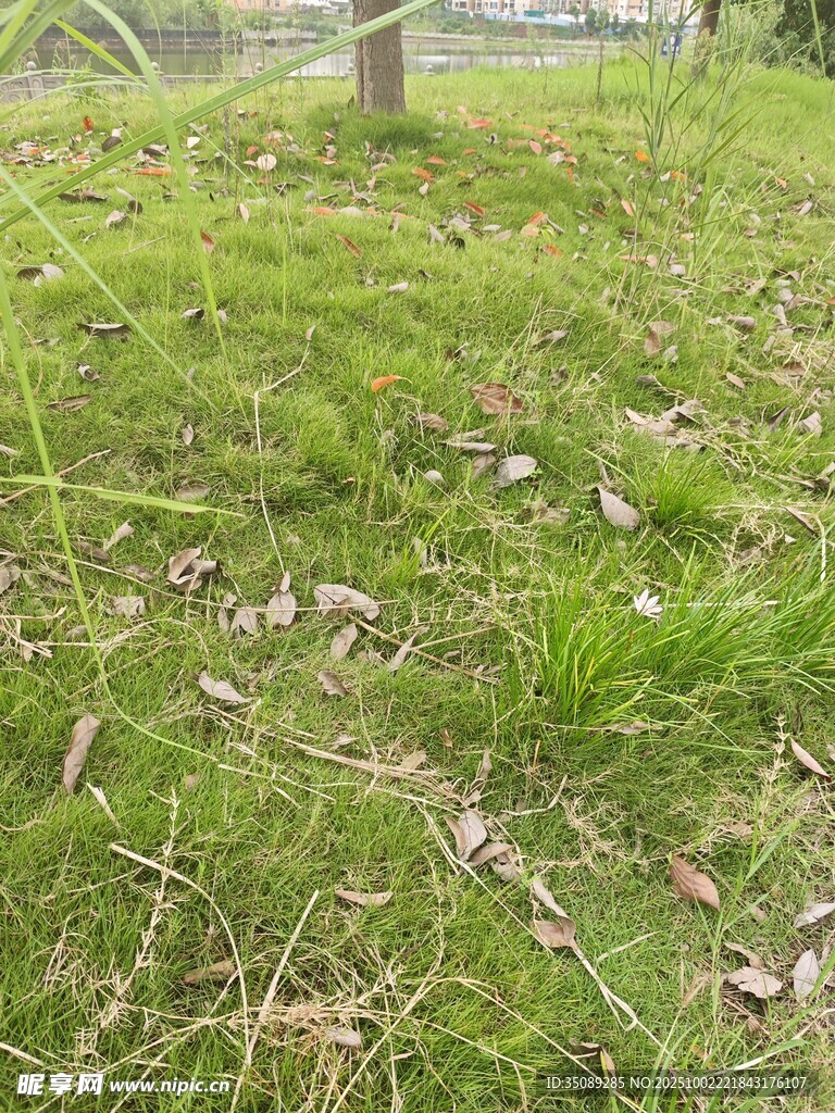 户外草地景象