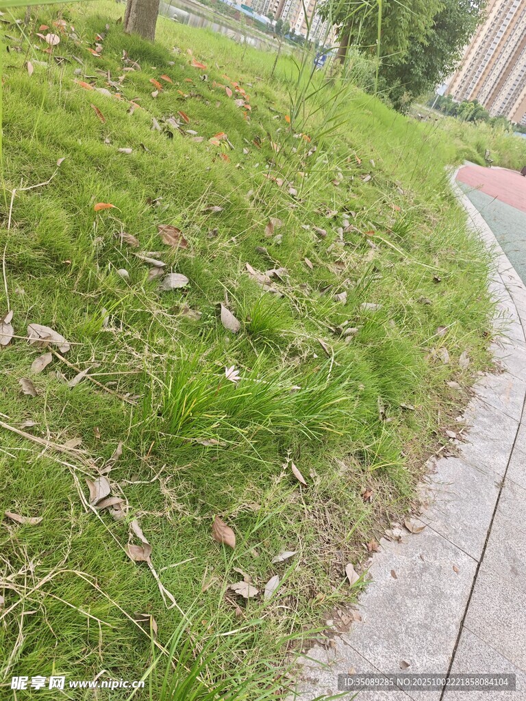 路边草地场景