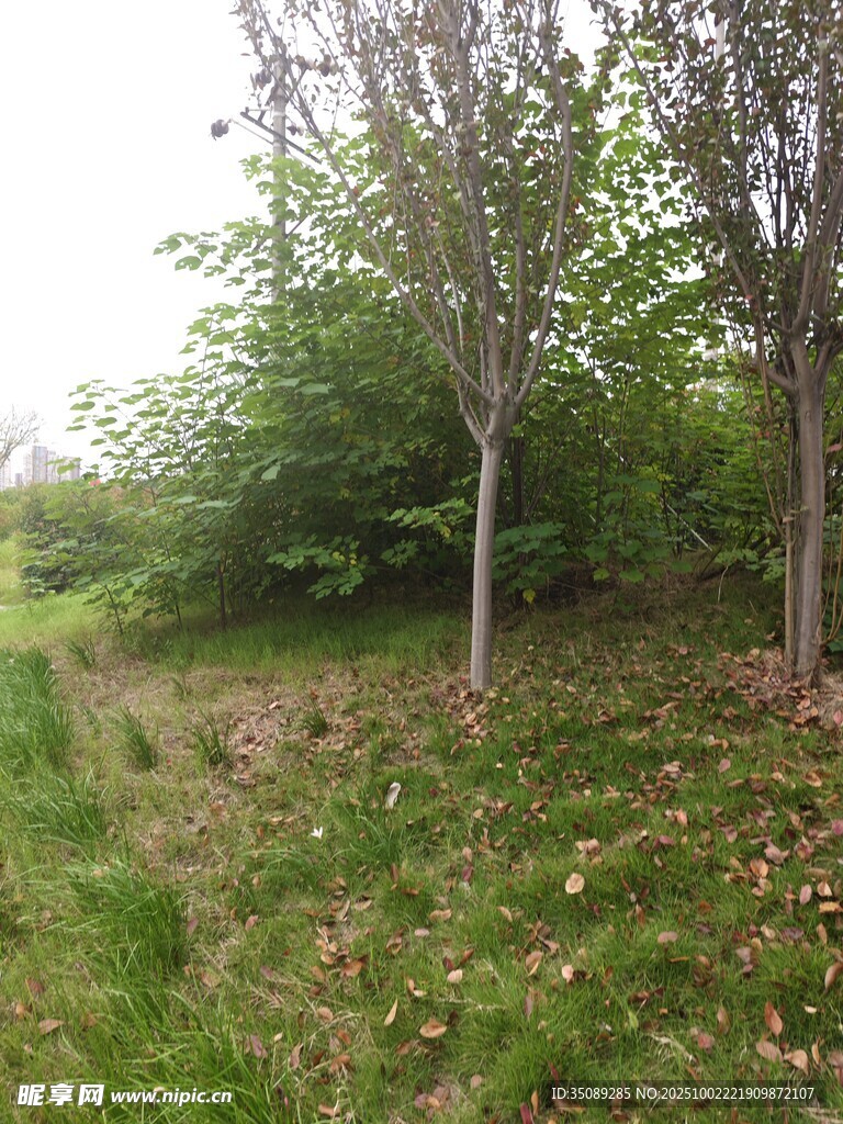 林间草地小径风景