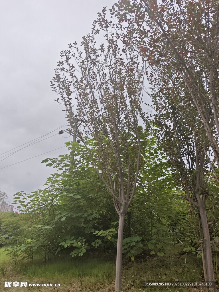 郊外树木与绿植景观