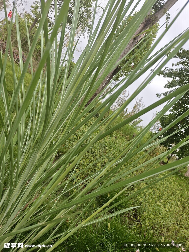 翠绿繁茂的细长叶片植物