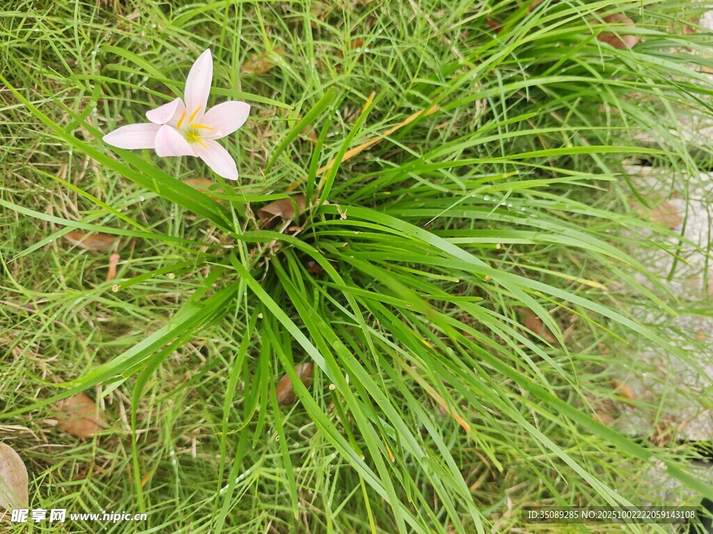 草丛中的白色单朵百合花