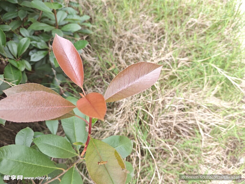红叶植物特写