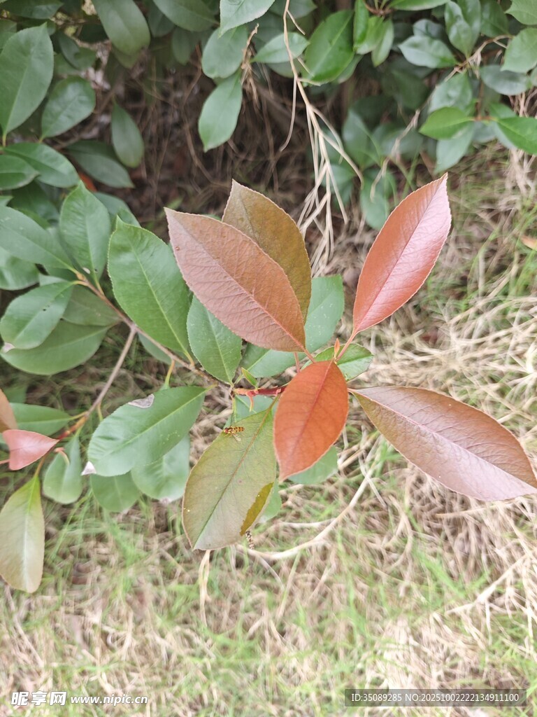 红叶绿叶交织的植物景象