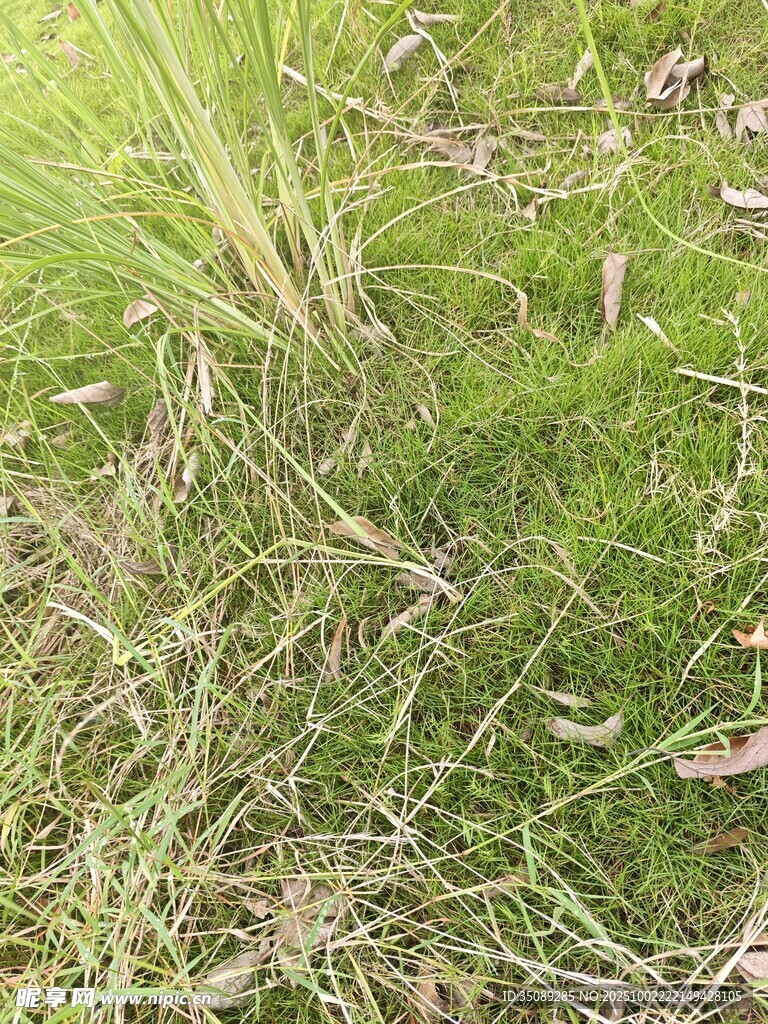 翠绿草地生机盎然
