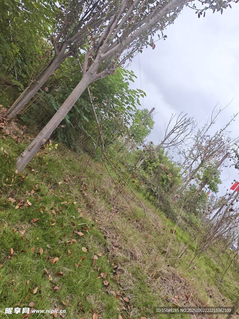 郊外树林草地自然风景