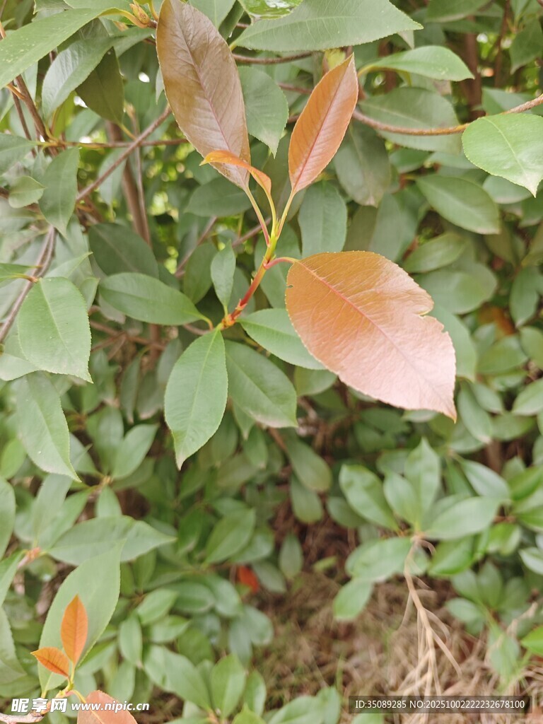 绿叶间的橙红新叶