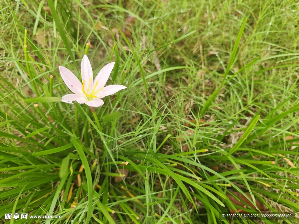 草丛中的素雅小白花