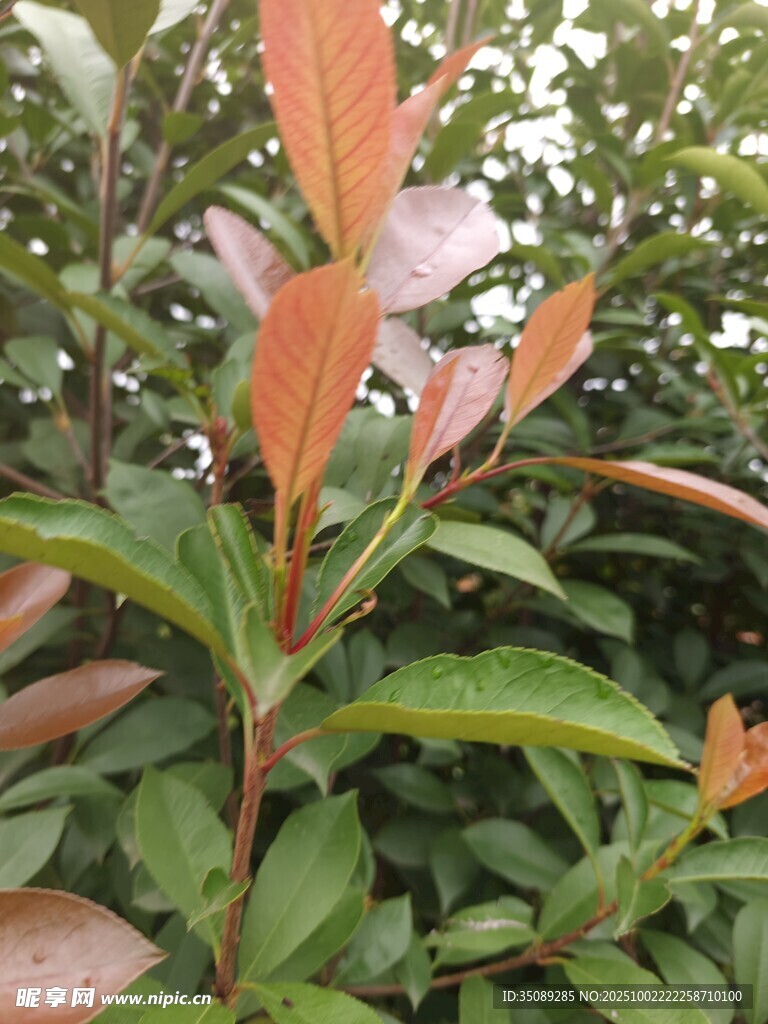 多彩叶片的植物特写